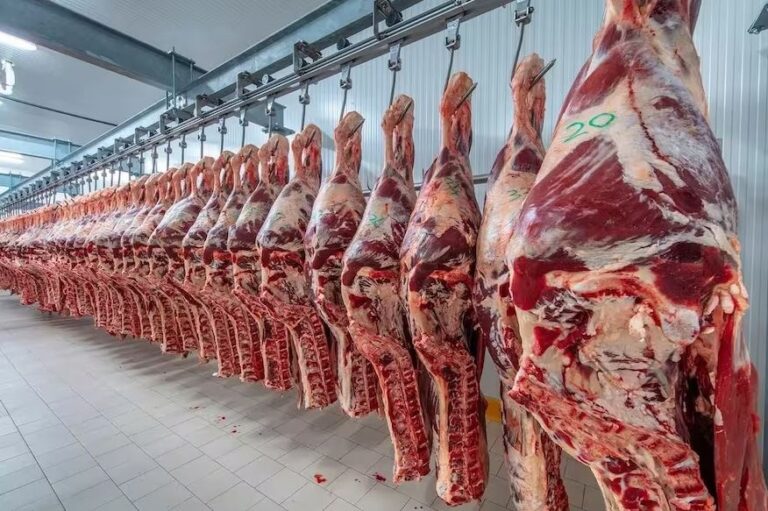 Un plan prevé que las exportaciones de carne vacuna aporten más de US$4300 millones extra por año para 2032