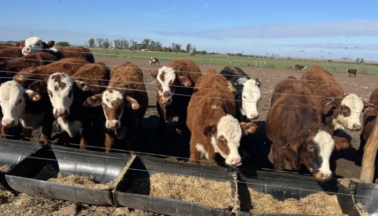 Cuáles son los departamentos de Corrientes y Chaco con mayor producción ganadera