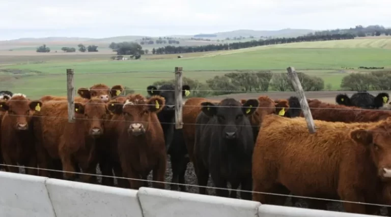 Actualizan el plan nacional de control y erradicación de la garrapata bovina