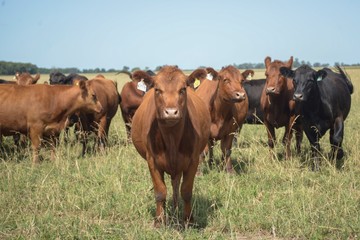 Curuzú Cuatiá, pilar de la ganadería de cría, enfrenta desafíos productivos por la sequía y caída del stock